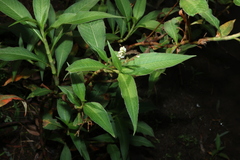 Persicaria attenuata, photograph (c) Greg Tasney, some rights reserved (CC BY-SA)