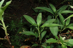 Persicaria attenuata, photograph (c) Greg Tasney, some rights reserved (CC BY-SA)