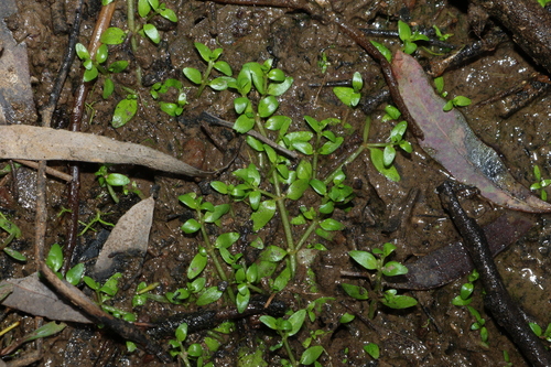 Elatine gratioloides, 2026-07-01