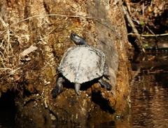 Pseudemys rubriventris