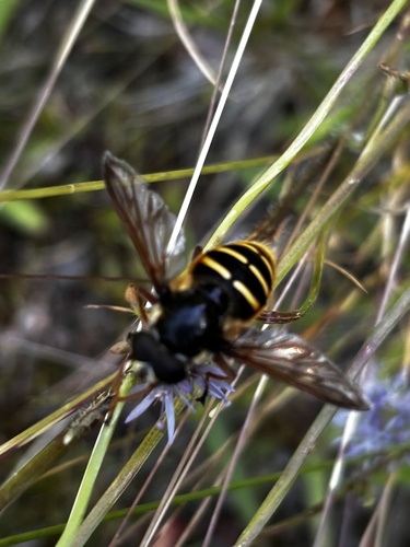 Yellow-barred Peat Hover Fly