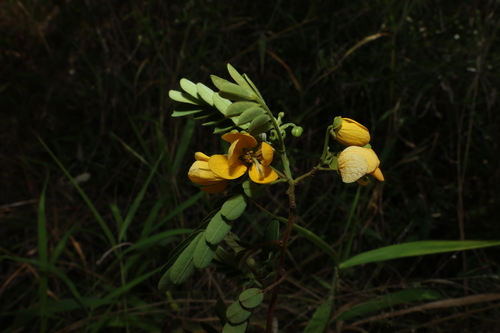 Senna gaudichaudii, photograph 2