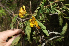 Senna gaudichaudii, photograph (c) Greg Tasney, some rights reserved (CC BY-SA)
