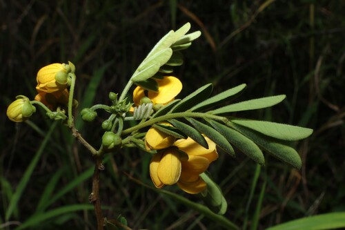 Senna gaudichaudii, photograph 5