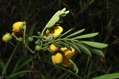 Senna gaudichaudii, photograph (c) Greg Tasney, some rights reserved (CC BY-SA)
