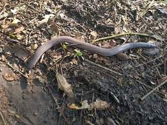 Dermophis mexicanus