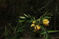 Senna gaudichaudii, photograph (c) Greg Tasney, some rights reserved (CC BY-SA)