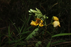 Senna gaudichaudii, photograph (c) Greg Tasney, some rights reserved (CC BY-SA)