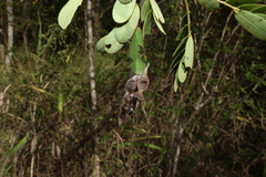 Senna gaudichaudii, photograph (c) Greg Tasney, some rights reserved (CC BY-SA)