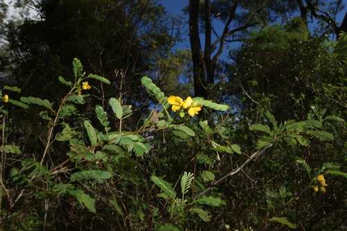 Senna gaudichaudii observed 2026-07-01