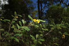 Senna gaudichaudii
