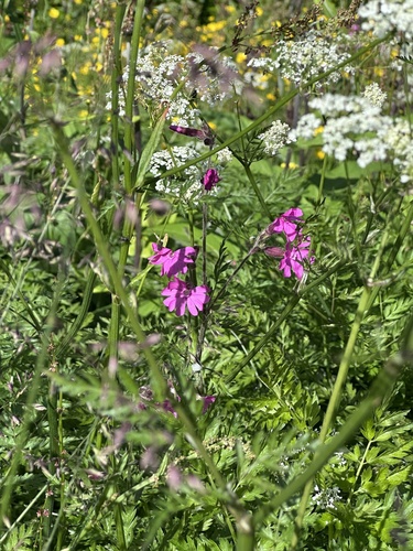 red campion