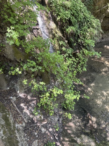 Liquidambar orientalis, photograph 2