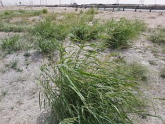 Panicum antidotale