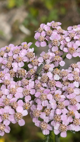 Greenish Oedemera
