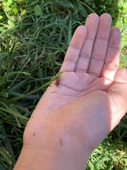 Hippodamia convergens