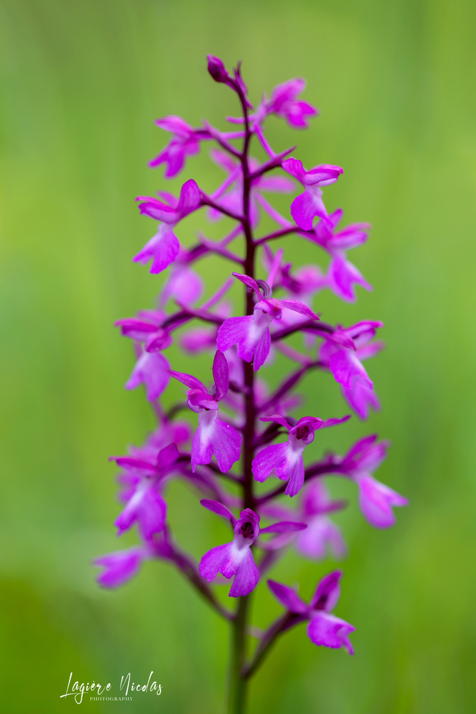 Anacamptis × larzacensis