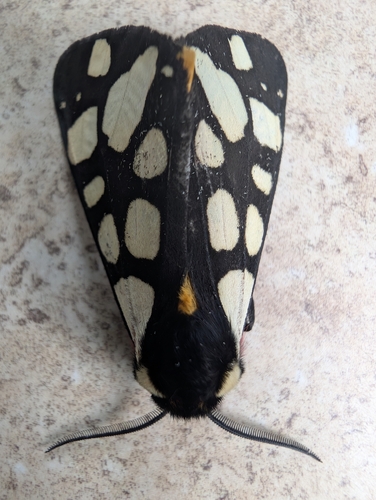 Cream-spot Tiger