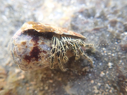 Clibanarius eurysternus observed 2026-06-20