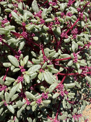 Nama Horsepurslane