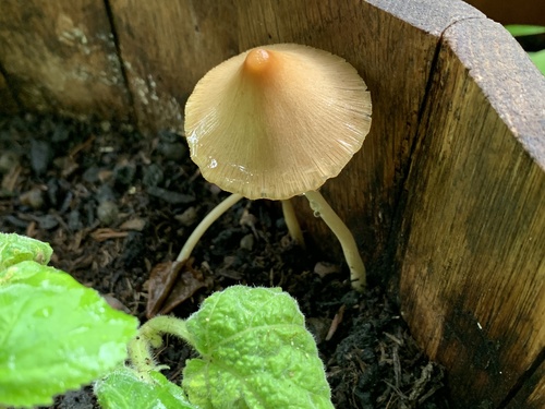 Milchweißes Samthäubchen