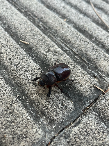 Iberian rhinoceros beetle