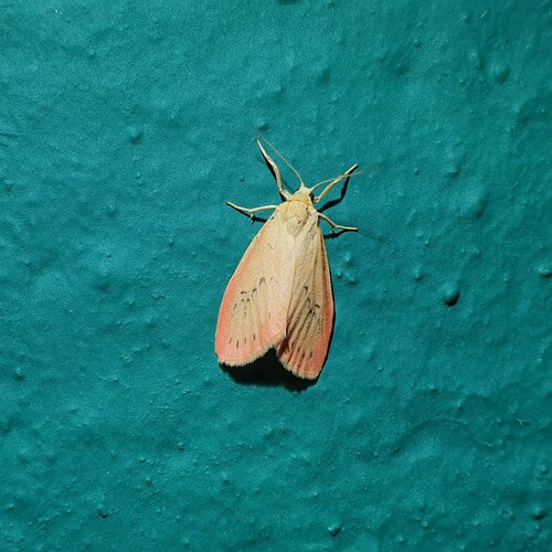Rosy Footman