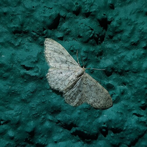 Idaea cervantaria