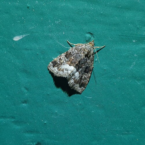 Marbled White-spot