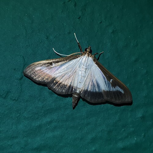 Box Tree Moth