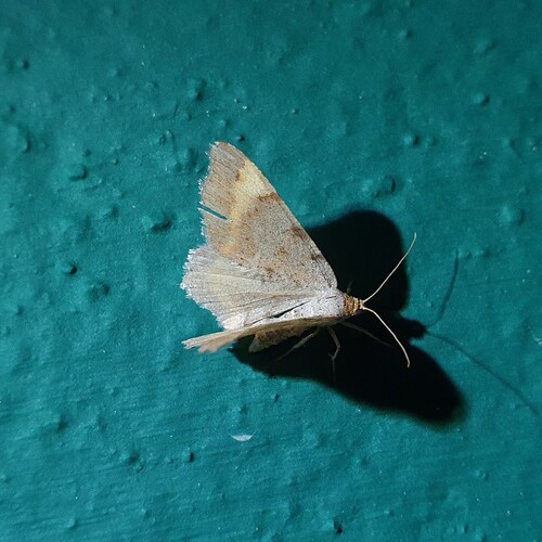 Tawny-barred Angle