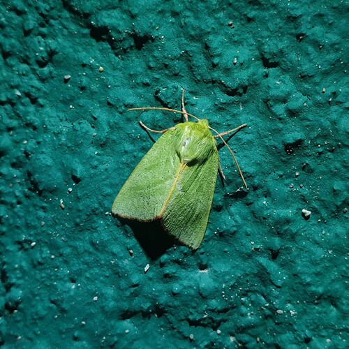 Green Silver-lines