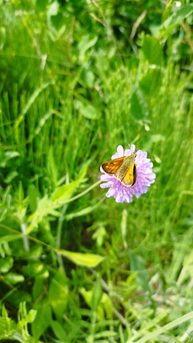 Large Skipper