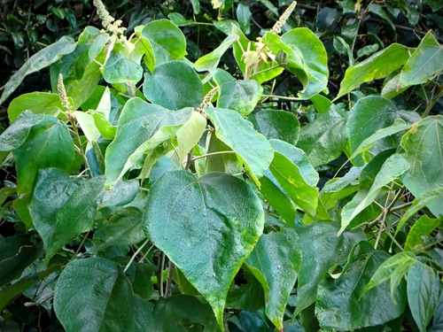 Mallotus mollissimus observed 2026-06-21