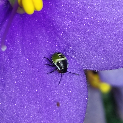 Green Shield Bug