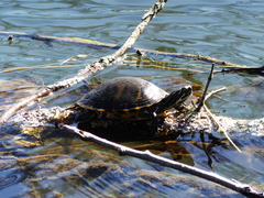 Pseudemys rubriventris