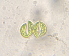 Nephrocytium lunatum