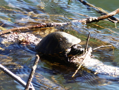 Pseudemys rubriventris