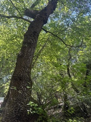 Liquidambar orientalis