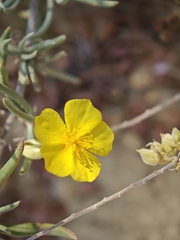Helianthemum syriacum, photograph (c) Daniel Heras González, some rights reserved (CC BY)