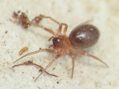 Acartauchenius scurrilis