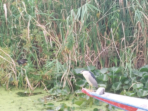 Black-crowned Night Heron