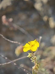 Helianthemum syriacum, photograph (c) Daniel Heras González, some rights reserved (CC BY)