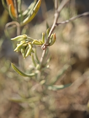 Helianthemum syriacum, photograph (c) Daniel Heras González, some rights reserved (CC BY)