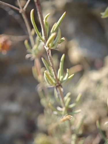 Helianthemum syriacum, photograph 6