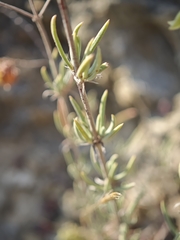 Helianthemum syriacum, photograph (c) Daniel Heras González, some rights reserved (CC BY)