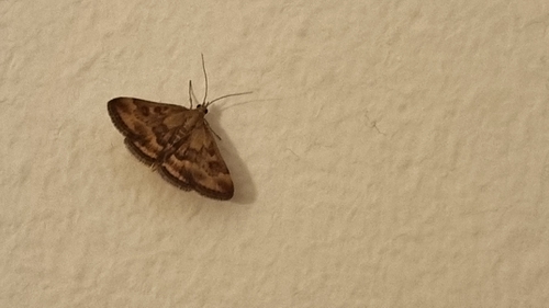 Straw-barred Pearl