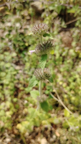 Wild Basil