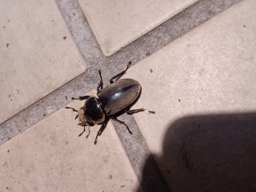 Dorcus rectus rectus