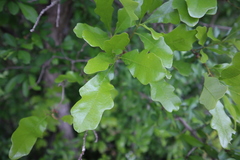 Quercus sinuata breviloba